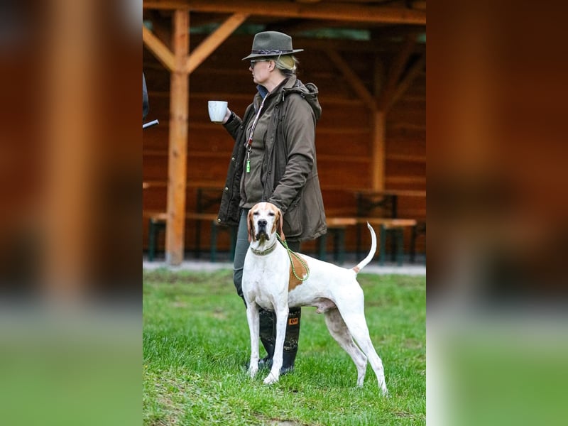 English Pointer aus Leistungszucht (FCI VDH PuS eV)