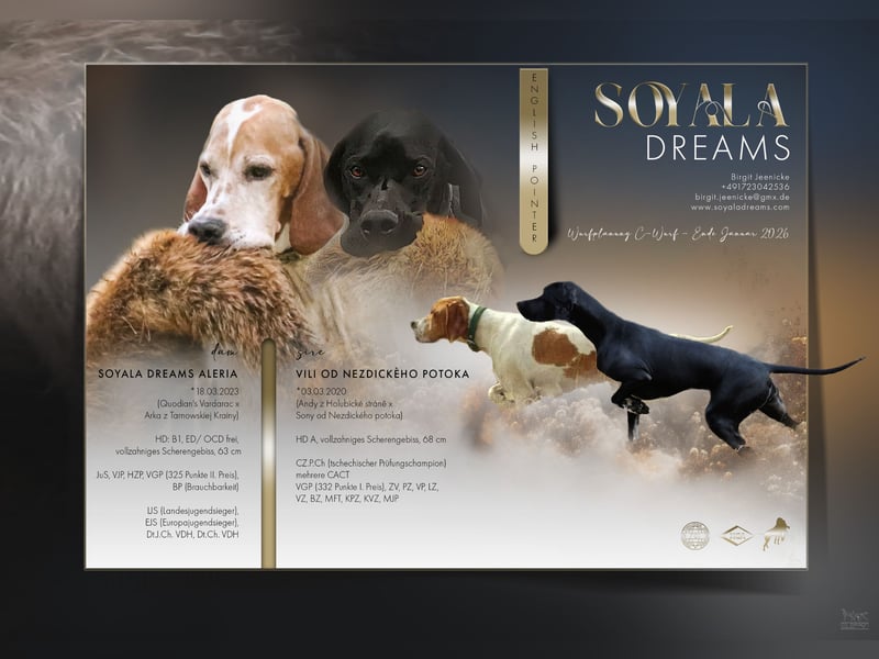 English Pointer aus Leistungszucht (FCI VDH PuS eV)