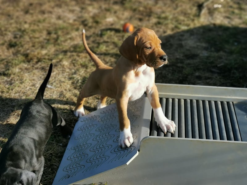 English Pointer aus Leistungszucht (FCI VDH PuS eV)