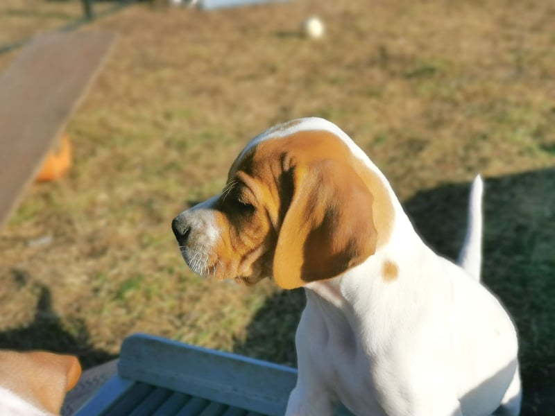 English Pointer aus Leistungszucht (FCI VDH PuS eV)
