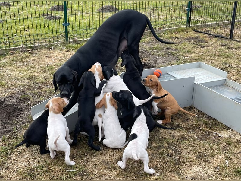 English Pointer aus Leistungszucht (FCI VDH PuS eV)