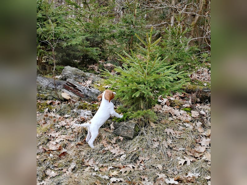 English Pointer aus Leistungszucht (FCI VDH PuS eV)