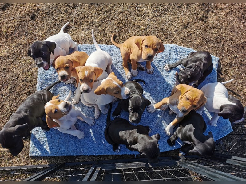 English Pointer aus Leistungszucht (FCI VDH PuS eV)