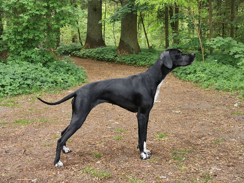 English Pointer aus Leistungszucht (FCI VDH PuS eV)