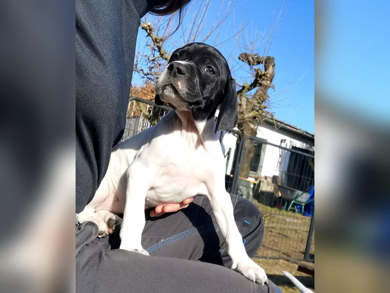 English Pointer aus Leistungszucht (FCI VDH PuS eV)