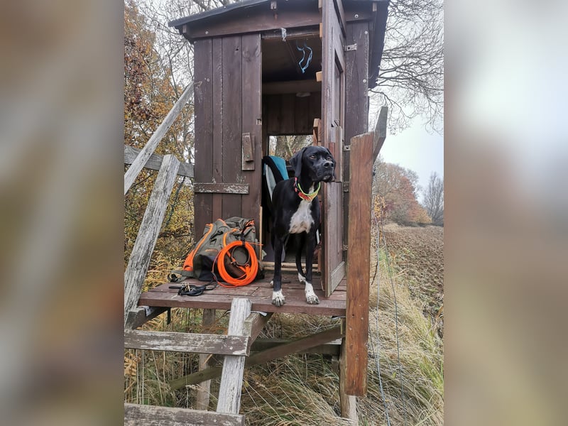 English Pointer aus Leistungszucht (FCI VDH PuS eV)