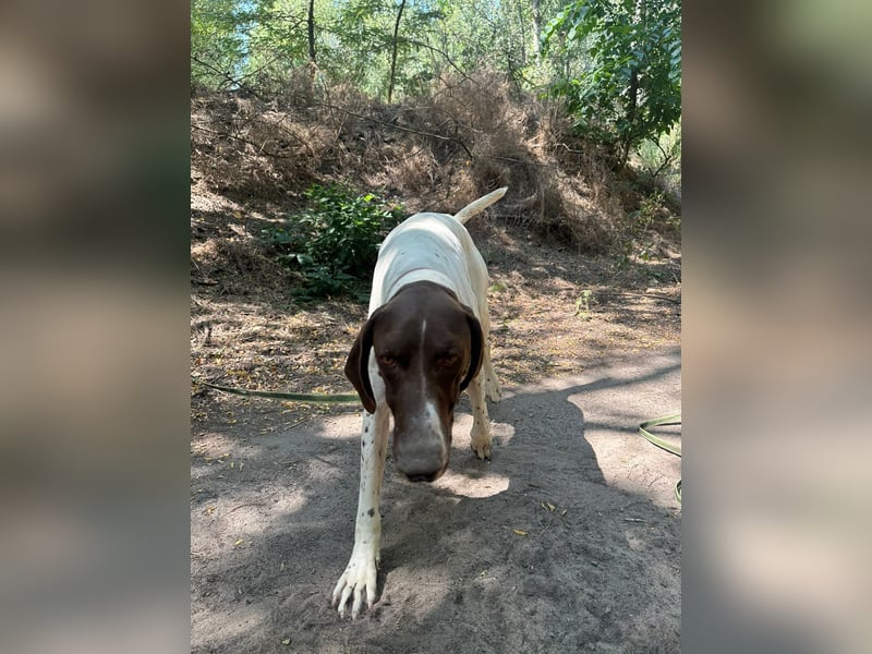Monty, bildhübscher English Pointer geb. 05/2025
