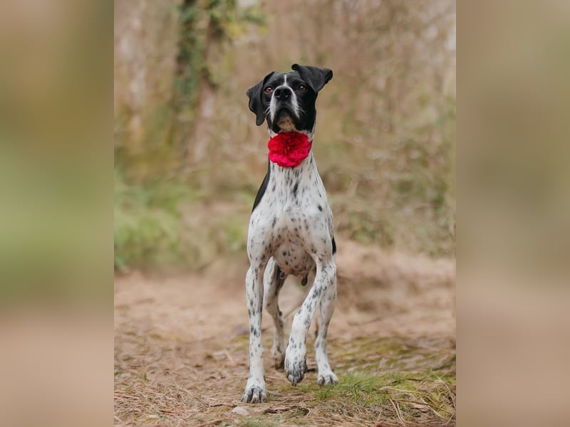 Olivia: liebenswürdige Jagdhündin wünscht sich ein Kuschelkörbchen