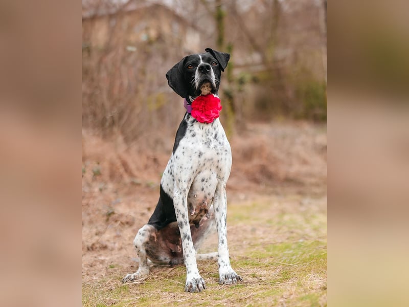 Olivia: liebenswürdige Jagdhündin wünscht sich ein Kuschelkörbchen