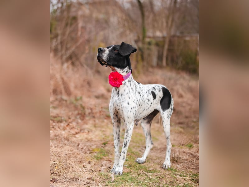 Olivia: liebenswürdige Jagdhündin wünscht sich ein Kuschelkörbchen
