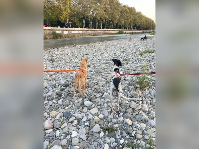Olivia: liebenswürdige Jagdhündin wünscht sich ein Kuschelkörbchen