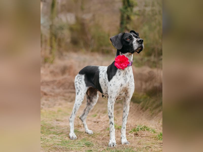 Olivia: liebenswürdige Jagdhündin wünscht sich ein Kuschelkörbchen
