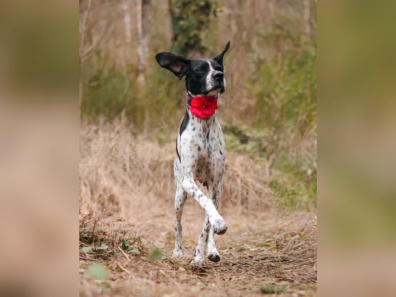 Olivia: liebenswürdige Jagdhündin wünscht sich ein Kuschelkörbchen