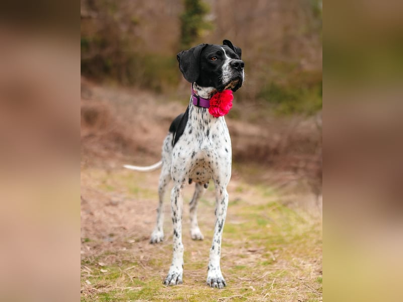 Olivia: liebenswürdige Jagdhündin wünscht sich ein Kuschelkörbchen