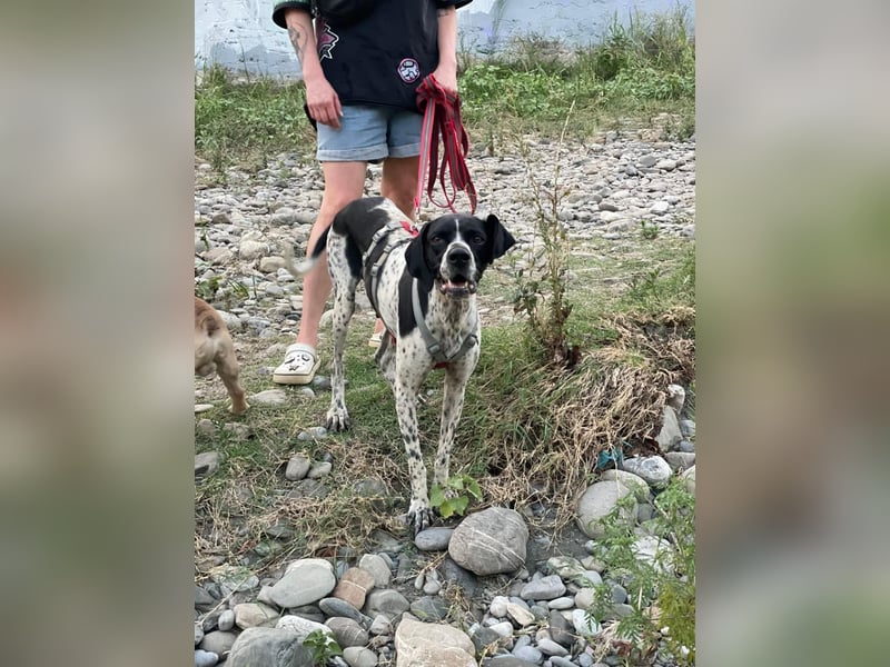 Olivia: liebenswürdige Jagdhündin wünscht sich ein Kuschelkörbchen