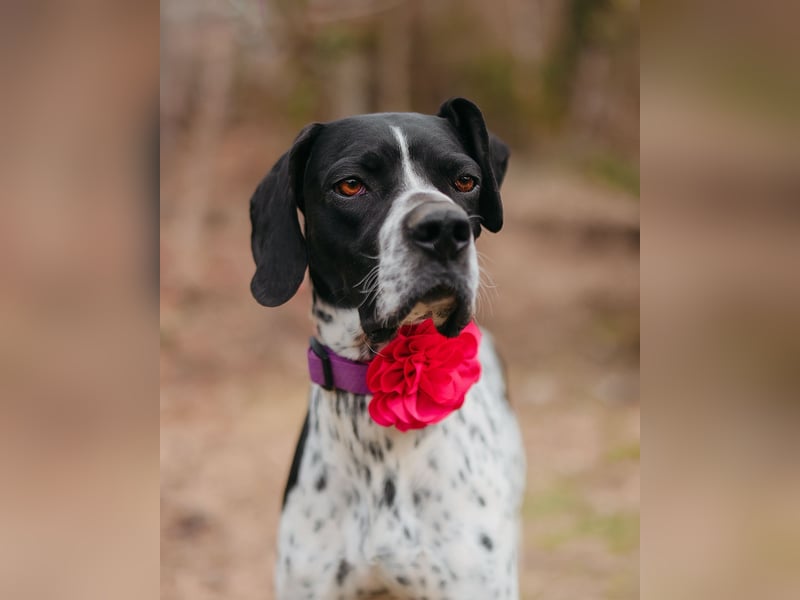 Olivia: liebenswürdige Jagdhündin wünscht sich ein Kuschelkörbchen