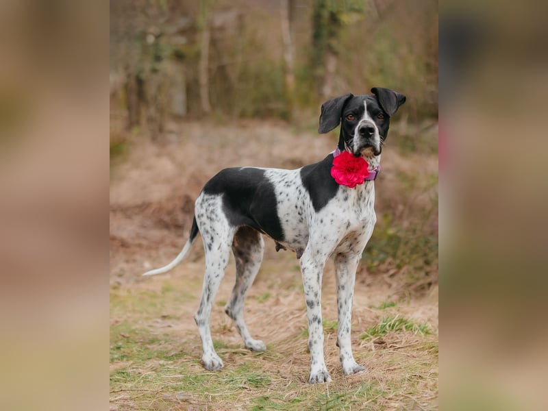 Olivia: liebenswürdige Jagdhündin wünscht sich ein Kuschelkörbchen