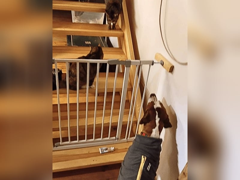 Lucio -  sucht Nähe und Wärme