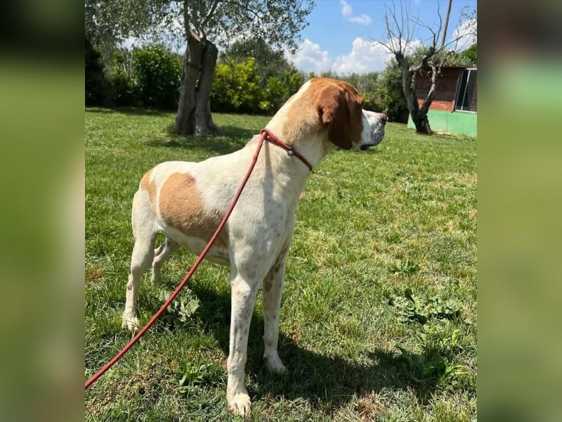 Lucio - (Dringend Pflegestelle oder Zuhause gesucht) sucht Nähe und Wärme