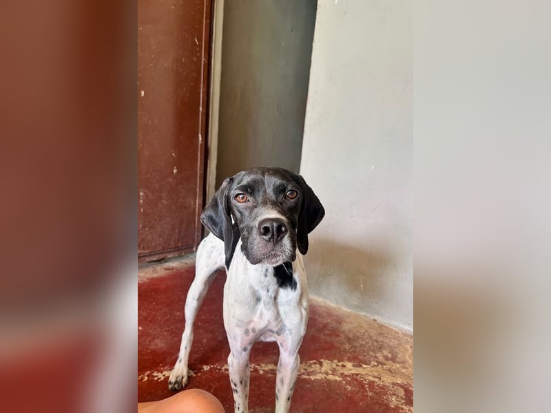 Arno - Zarte Seele sucht ein Zuhause