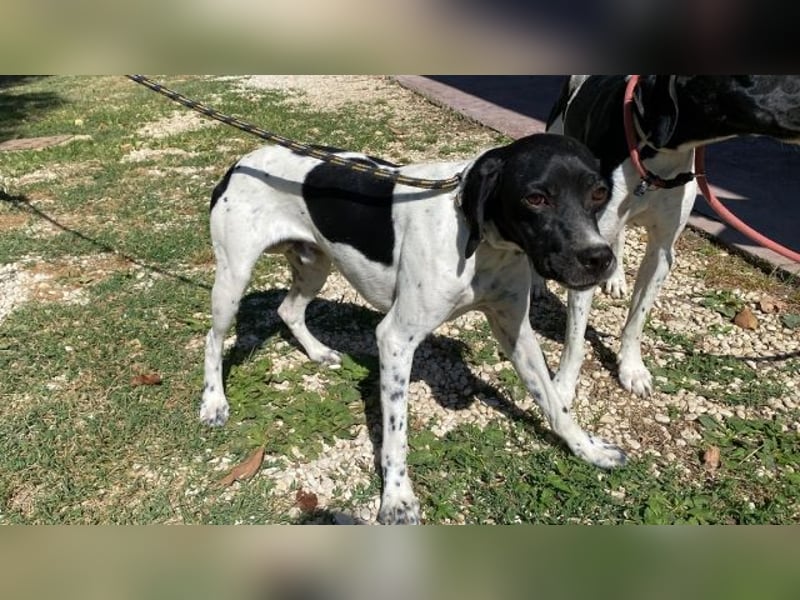 Arno - Zarte Seele sucht ein Zuhause