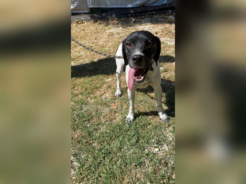 Arno - Zarte Seele sucht ein Zuhause