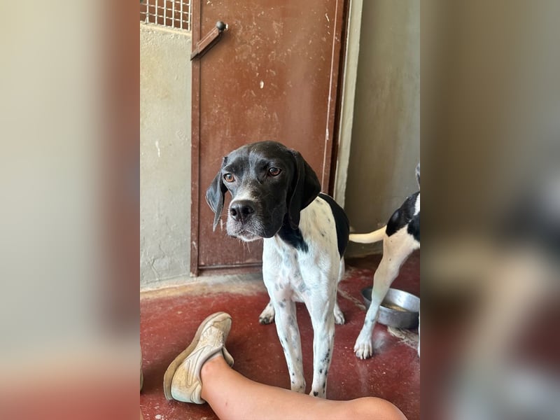 Arno - Zarte Seele sucht ein Zuhause