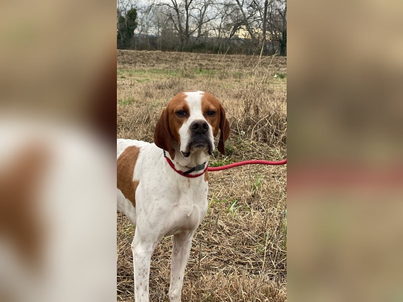 Lucio - (Dringend Pflegestelle oder Zuhause gesucht) sucht Nähe und Wärme