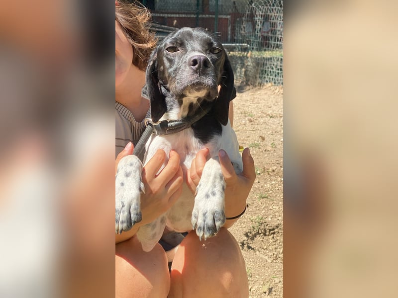 Arno - Zarte Seele sucht ein Zuhause