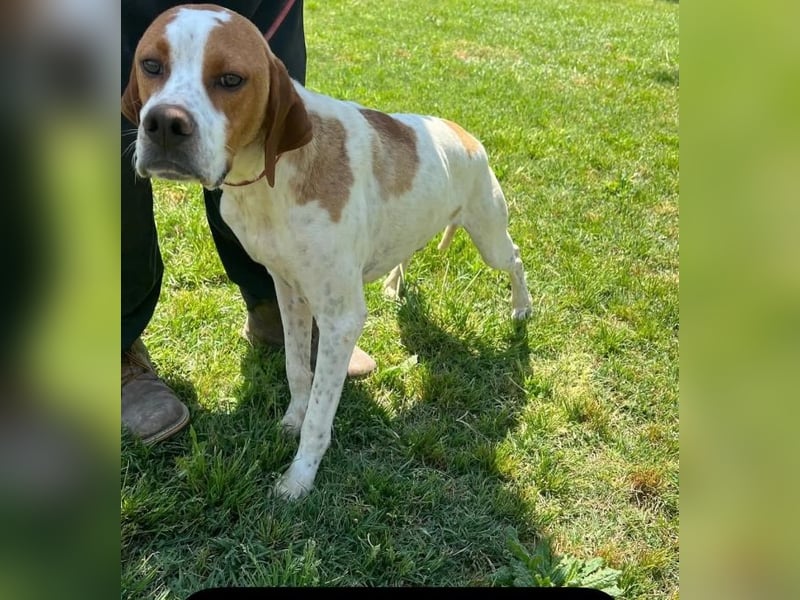 Lucio - (Dringend Pflegestelle oder Zuhause gesucht) sucht Nähe und Wärme