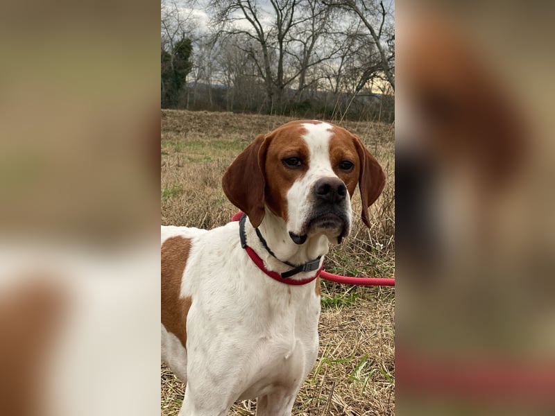 Lucio - (Dringend Pflegestelle oder Zuhause gesucht) sucht Nähe und Wärme