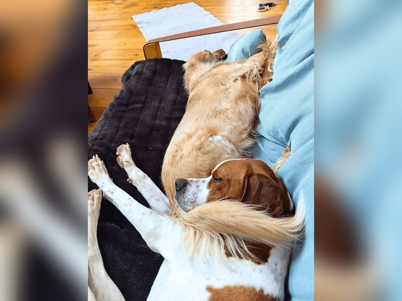 Lucio -  sucht Nähe und Wärme