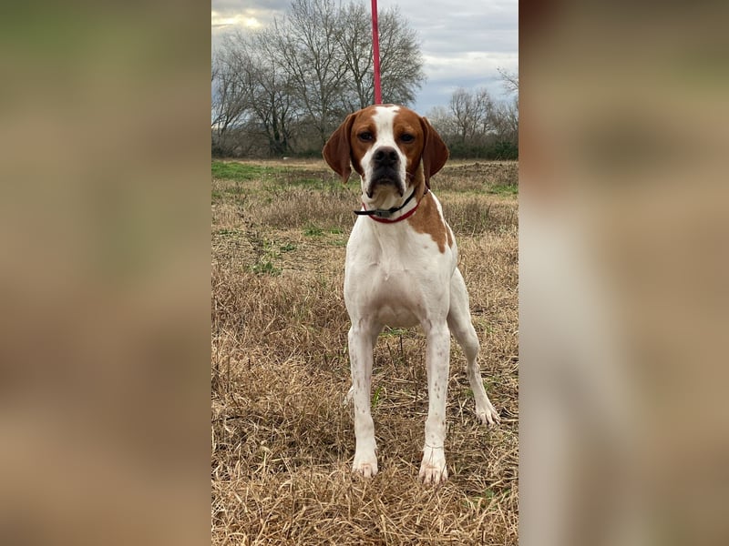 Lucio - (Dringend Pflegestelle oder Zuhause gesucht) sucht Nähe und Wärme