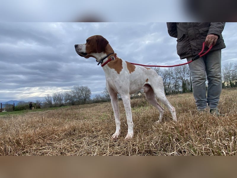 Lucio - (Dringend Pflegestelle oder Zuhause gesucht) sucht Nähe und Wärme