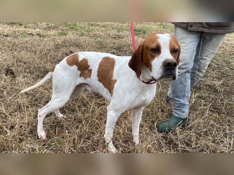 Lucio - (Dringend Pflegestelle oder Zuhause gesucht) sucht Nähe und Wärme