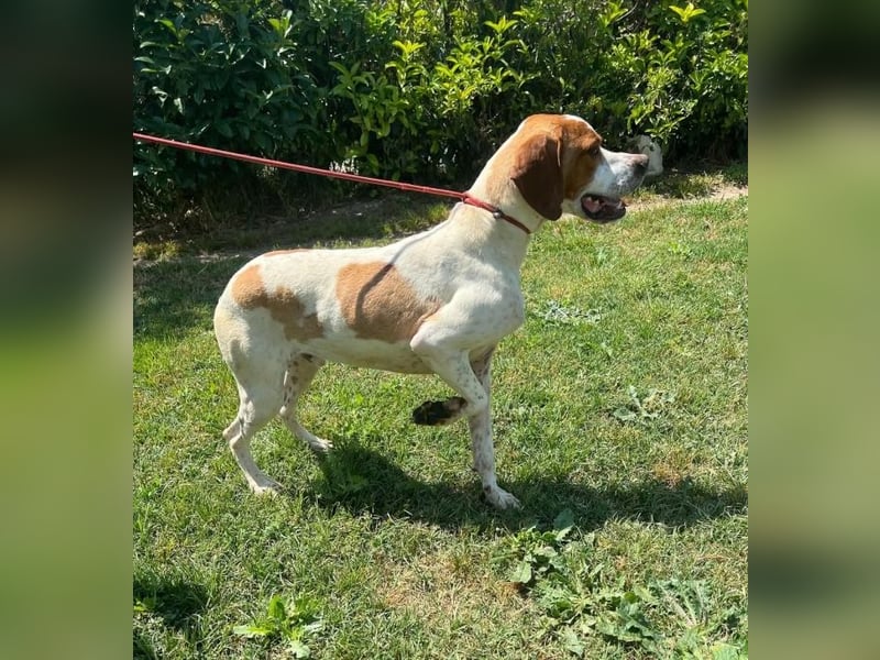 Lucio -  sucht Nähe und Wärme