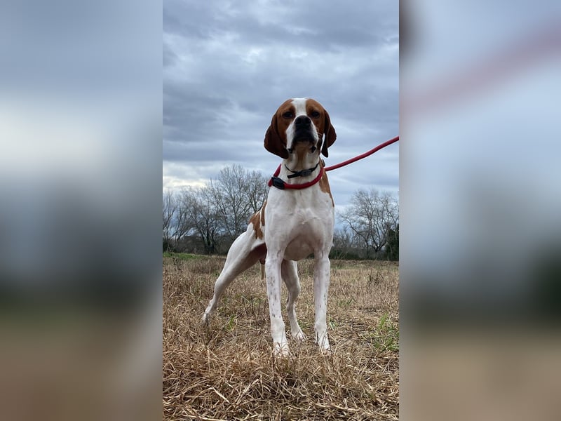 Lucio - (Dringend Pflegestelle oder Zuhause gesucht) sucht Nähe und Wärme