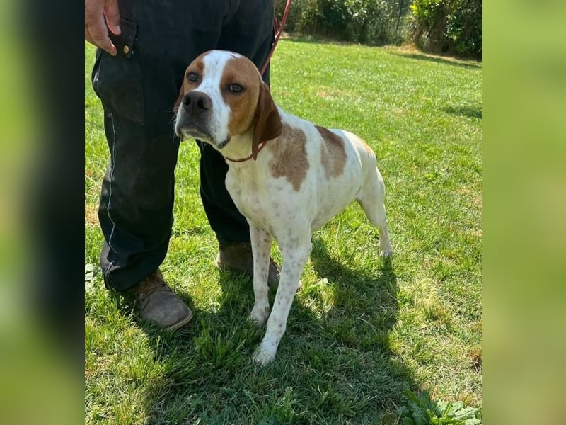 Lucio - (Dringend Pflegestelle oder Zuhause gesucht) sucht Nähe und Wärme