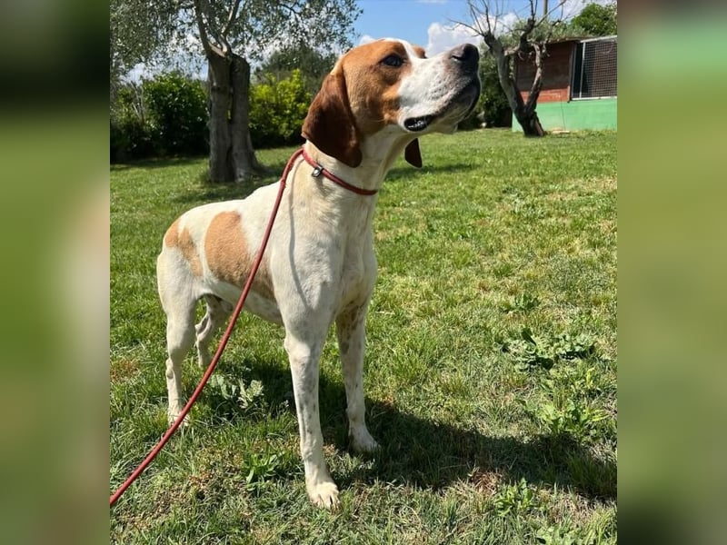 Lucio - (Dringend Pflegestelle oder Zuhause gesucht) sucht Nähe und Wärme