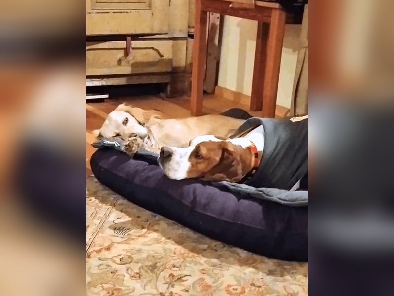 Lucio -  sucht Nähe und Wärme