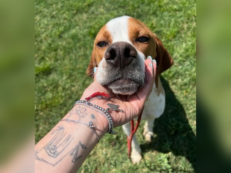 Lucio - (Dringend Pflegestelle oder Zuhause gesucht) sucht Nähe und Wärme