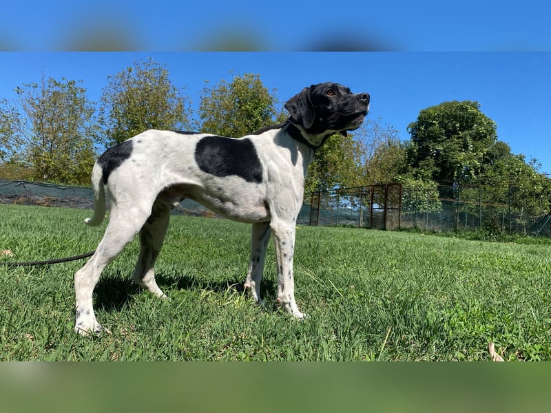 Arno - Zarte Seele sucht ein Zuhause