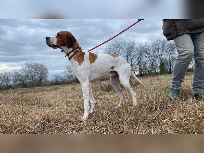 Lucio - (Dringend Pflegestelle oder Zuhause gesucht) sucht Nähe und Wärme