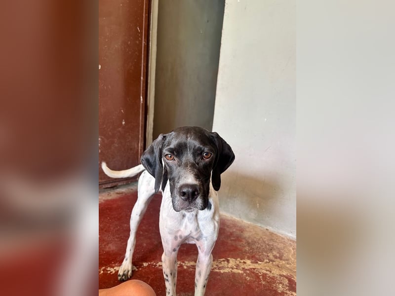 Arno - Zarte Seele sucht ein Zuhause