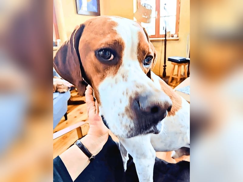 Lucio -  sucht Nähe und Wärme