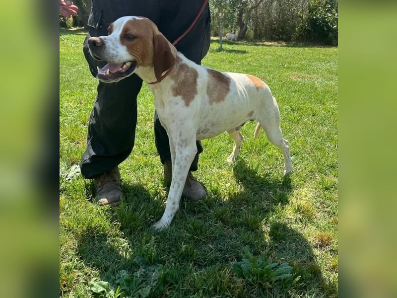 Lucio - (Dringend Pflegestelle oder Zuhause gesucht) sucht Nähe und Wärme