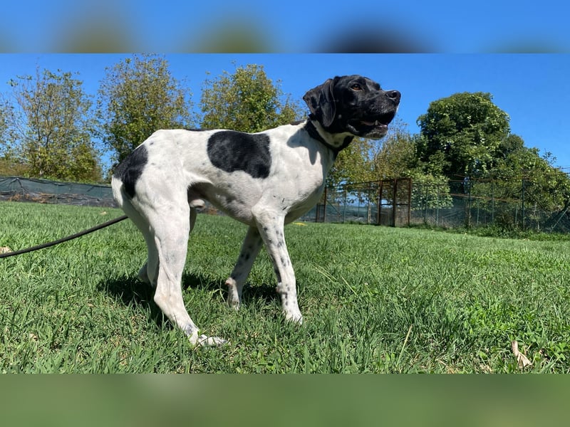 Arno - Zarte Seele sucht ein Zuhause