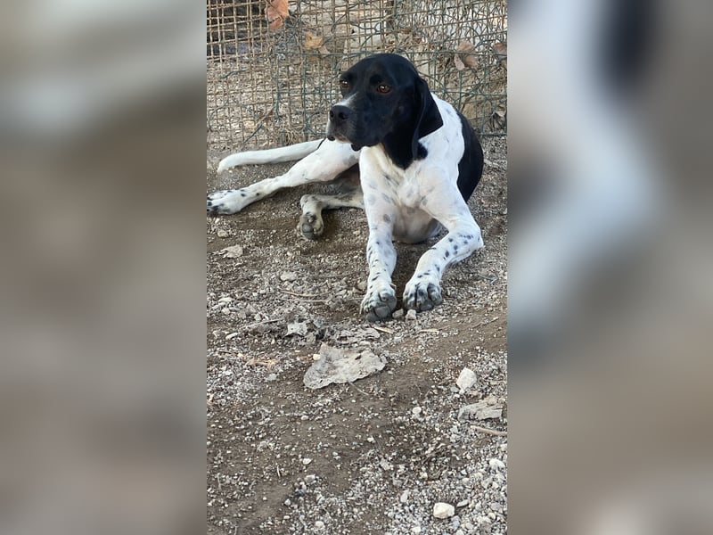 Arno - Zarte Seele sucht ein Zuhause