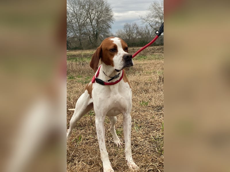 Lucio - (Dringend Pflegestelle oder Zuhause gesucht) sucht Nähe und Wärme