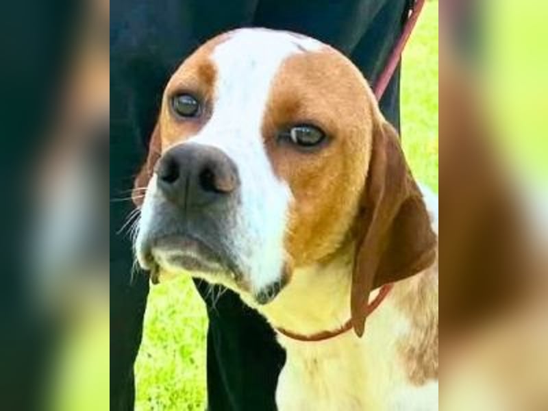 Lucio - (Dringend Pflegestelle oder Zuhause gesucht) sucht Nähe und Wärme